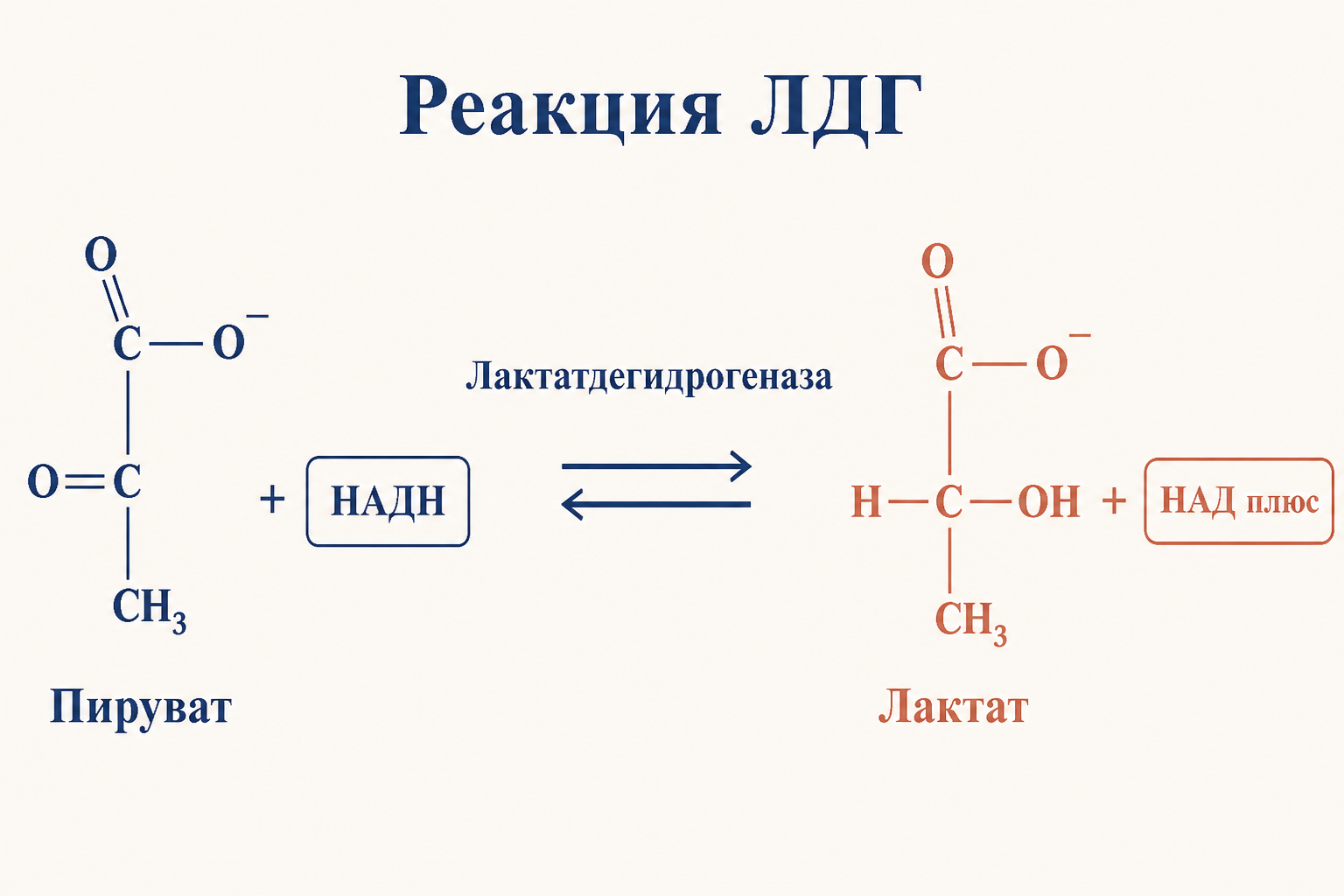 Реакция лактатдегидрогеназы: пируват плюс НАДН дают лактат и НАД плюс
