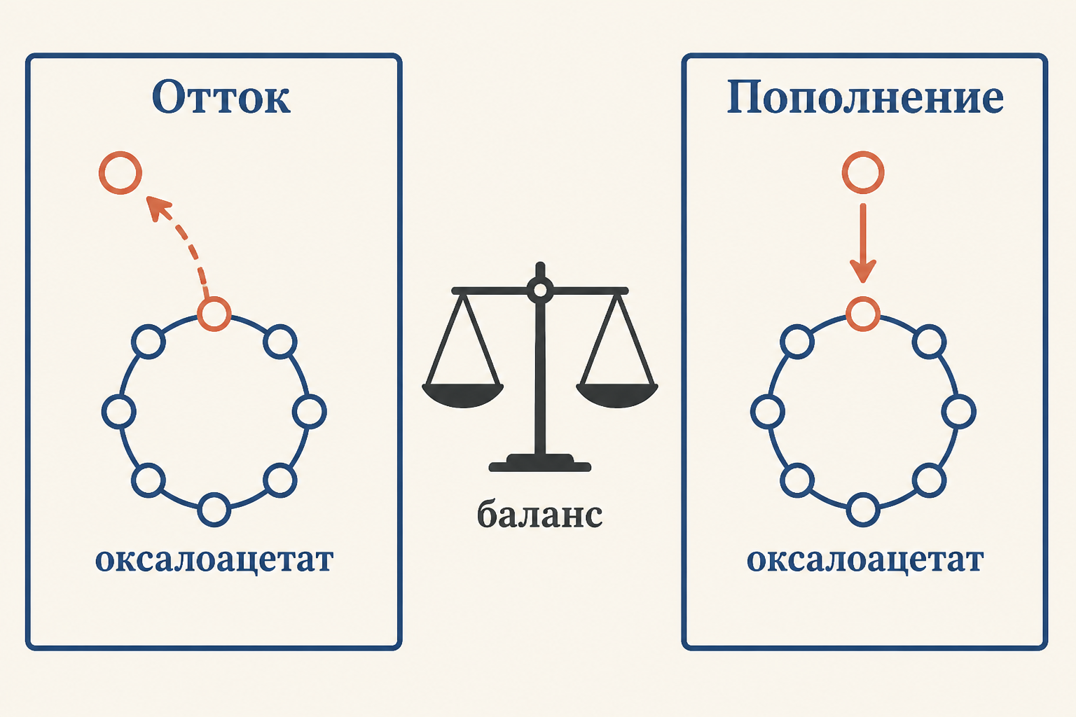 Отток интермедиатов из цикла Кребса слева и анаплеротическое пополнение справа уравновешивают друг друга, удерживая постоянный пул оксалоацетата