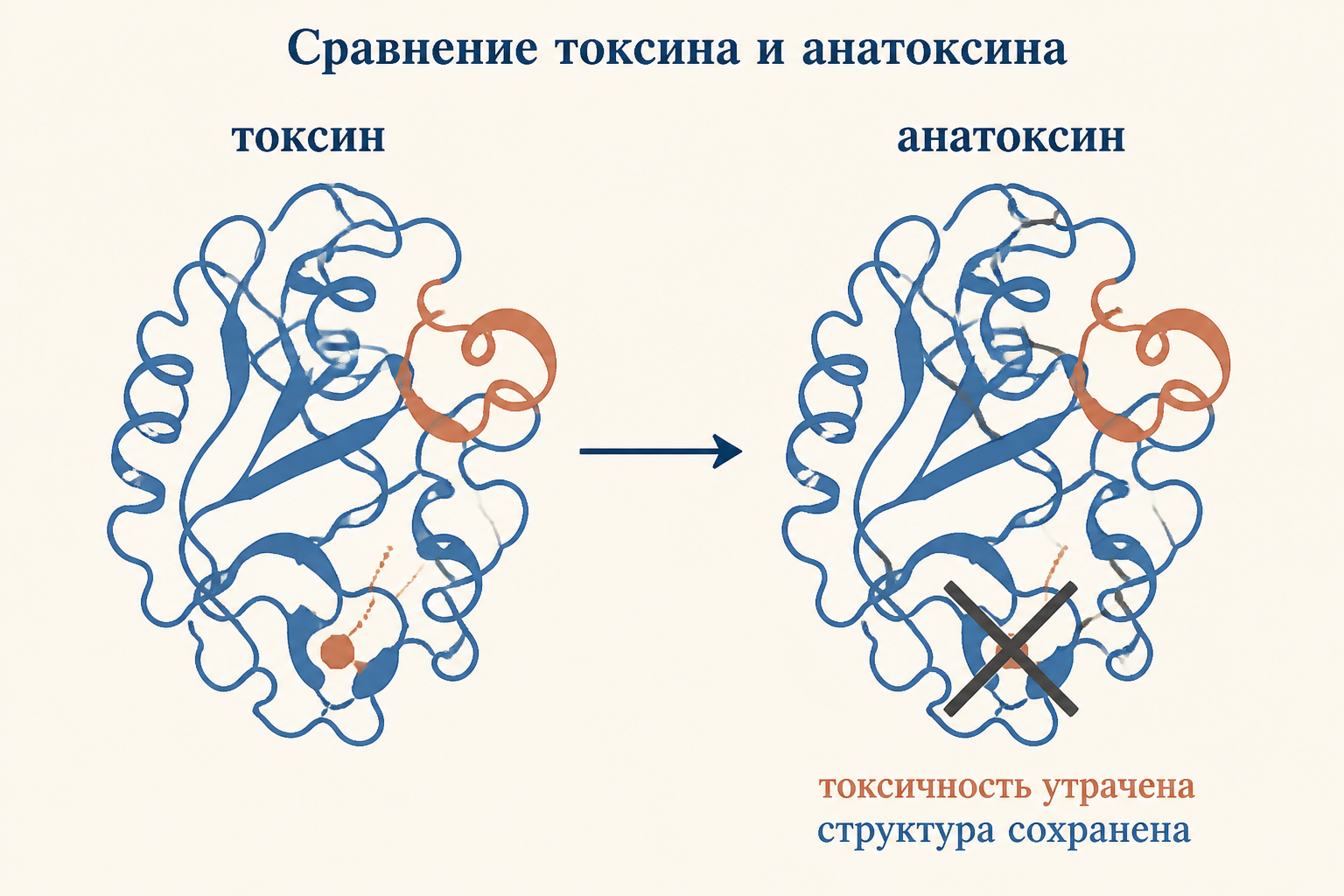 Сравнение токсина и анатоксина: сшивки от формалина выключают токсичность, но поверхностная структура с эпитопами сохраняется