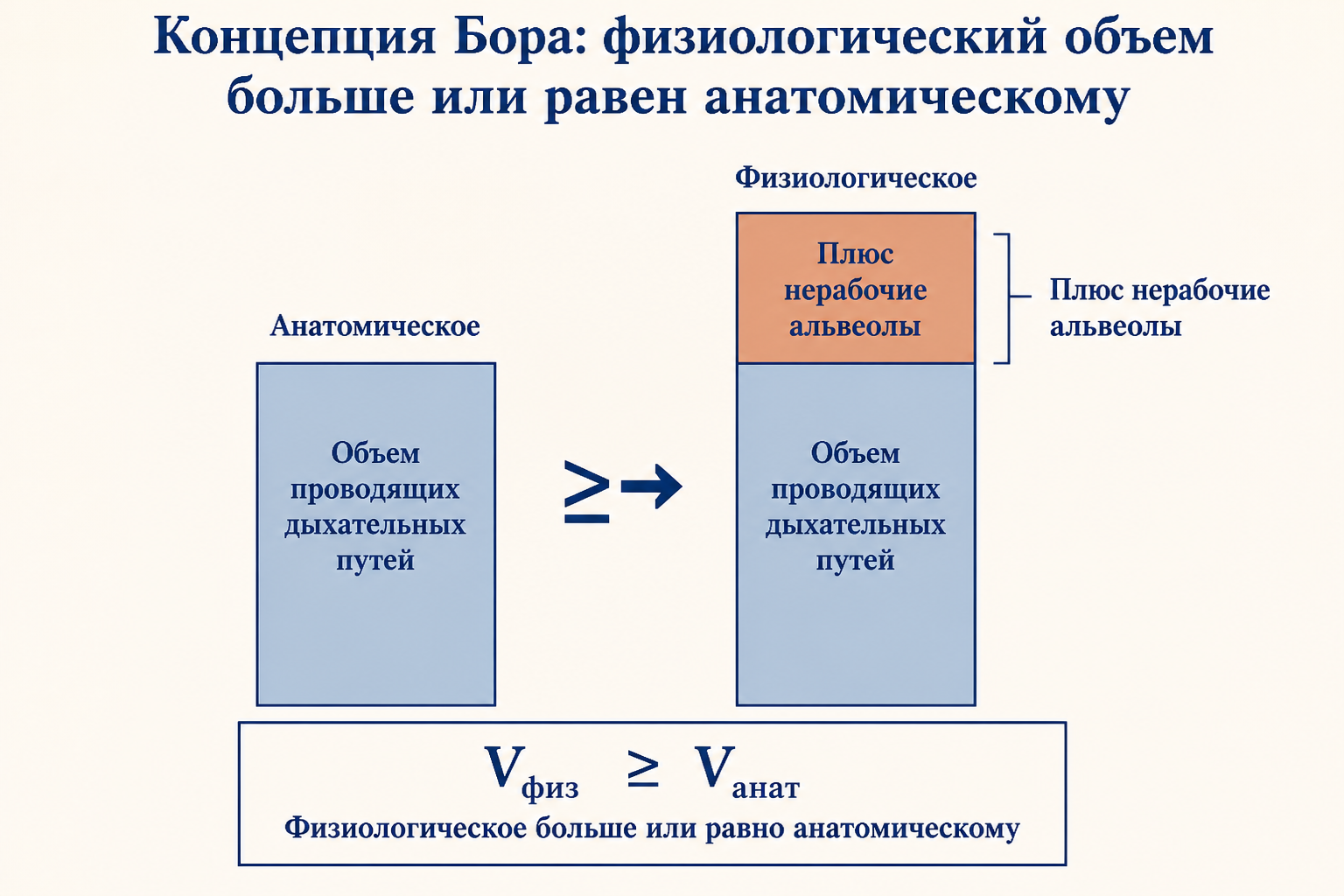 Схема дыхательного тракта: проводящие пути дают анатомическое мёртвое пространство, плохо перфузируемые альвеолы добавляют физиологическое, газообмен идёт только в нормально снабжаемых кровью альвеолах