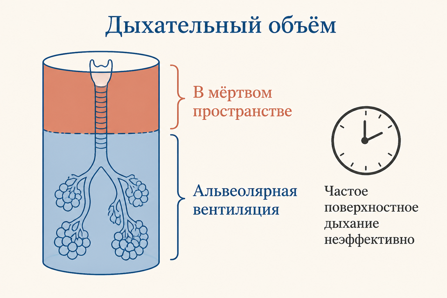 Сравнение объёмов: анатомическое мёртвое пространство меньше, физиологическое больше за счёт нерабочих альвеол, поэтому физиологическое больше или равно анатомическому