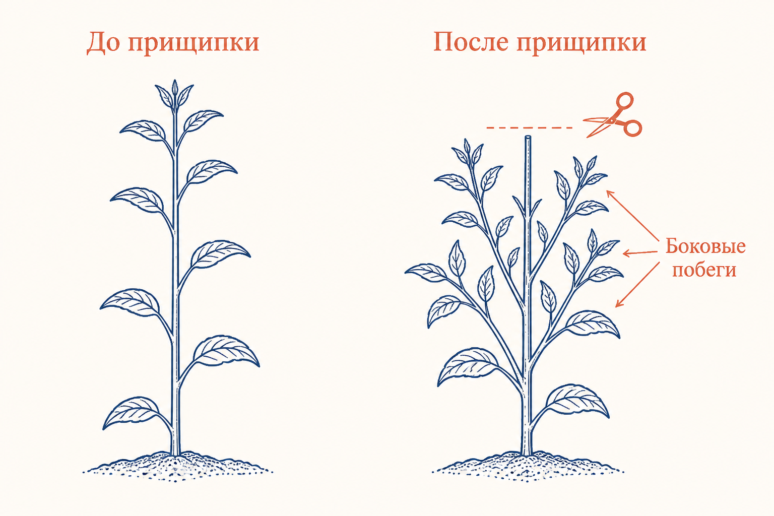 Сравнение растения до прищипки с одним главным побегом и после прищипки с пробудившимися боковыми побегами