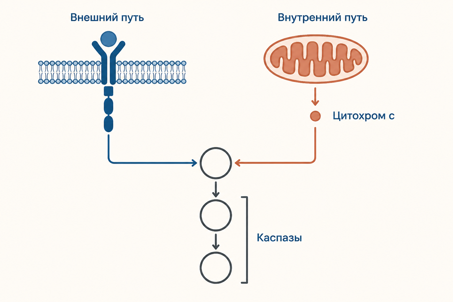 Два входа в апоптоз: внешний путь от рецептора и внутренний путь от митохондрии с цитохромом c сходятся на каспазах