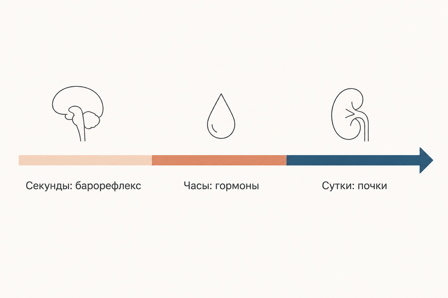 Временная шкала регуляции давления: барорефлекс за секунды, гормоны за часы, почки за сутки
