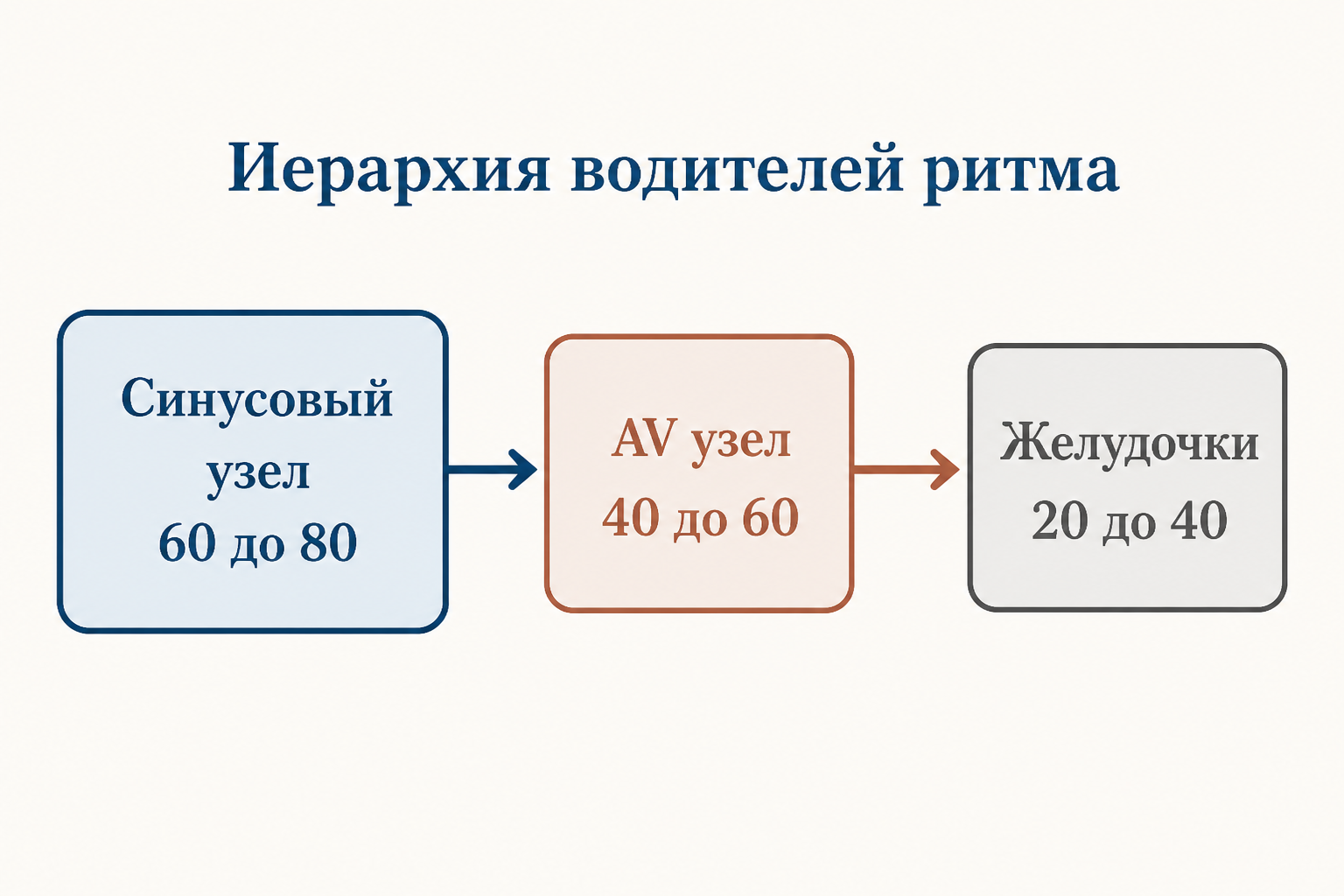 Схема проводящей системы сердца в разрезе: синусовый узел в правом предсердии, атриовентрикулярный узел в центре и волокна Пуркинье, расходящиеся в стенки желудочков