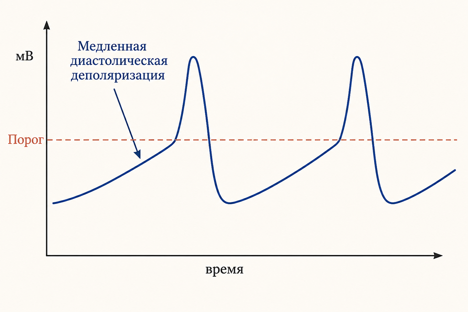 График пейсмекерного потенциала: медленный подъём от низкого уровня к порогу, затем резкий пик потенциала действия, и цикл повторяется