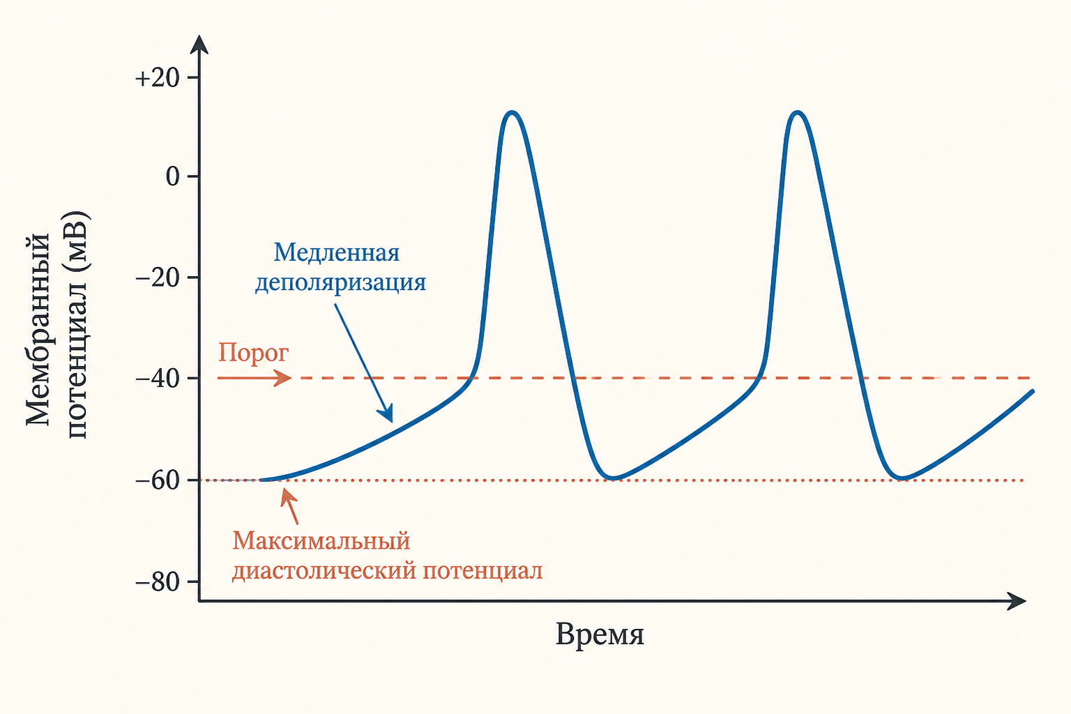 Пейсмекерный потенциал синусового узла: медленная деполяризация поднимается от максимального диастолического потенциала к порогу, после чего следует спайк