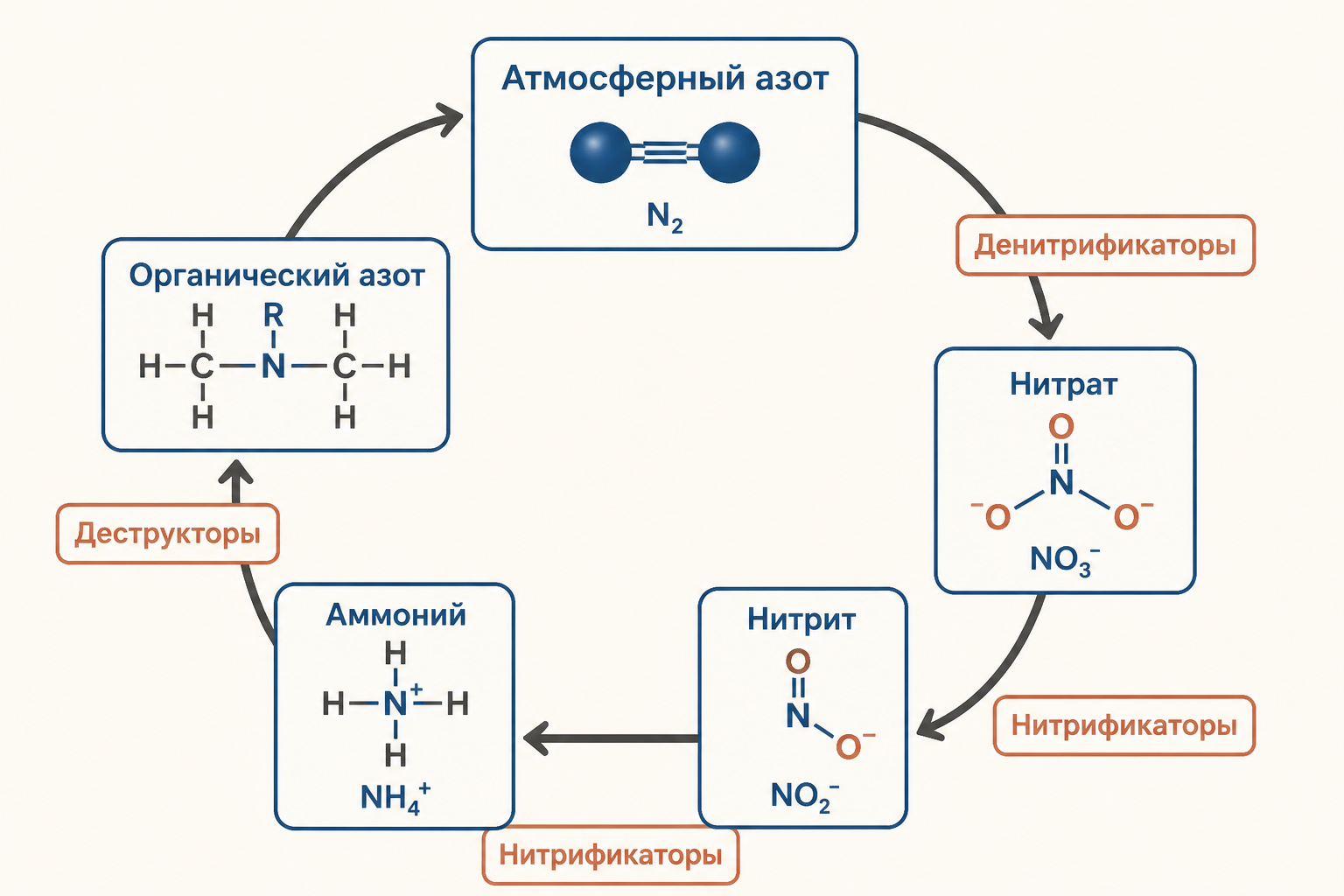 Роль бактерий в круговороте азота: нитрификаторы, денитрификаторы и деструкторы органики