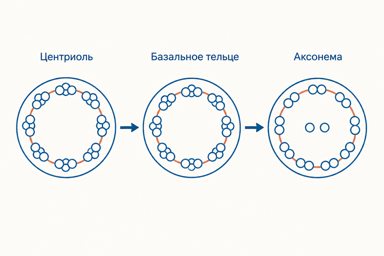 Сравнение центриоли, базального тельца и аксонемы с девятью триплетами и двойками микротрубочек