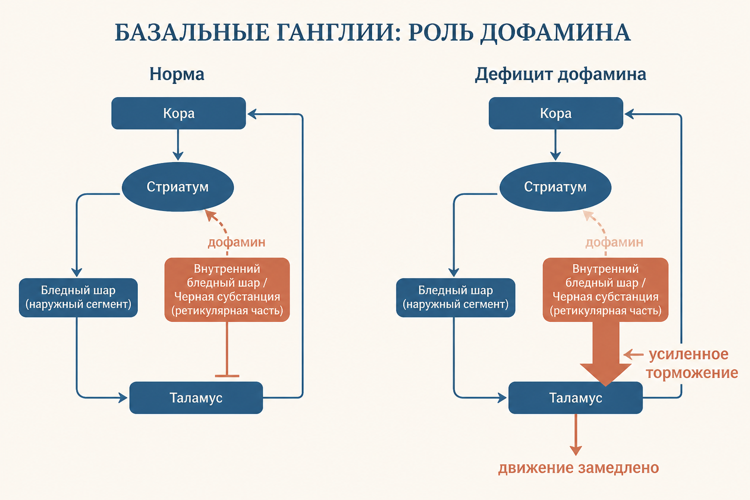 Сравнение прямого и непрямого путей через базальные ганглии: левый ведёт к запуску движения, правый к подавлению движения