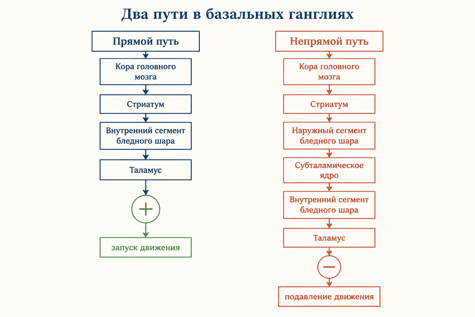 Схема базальных ганглиев: полосатое тело, бледный шар, чёрная субстанция и таламус соединены в петлю обратной связи с прямым и непрямым путями