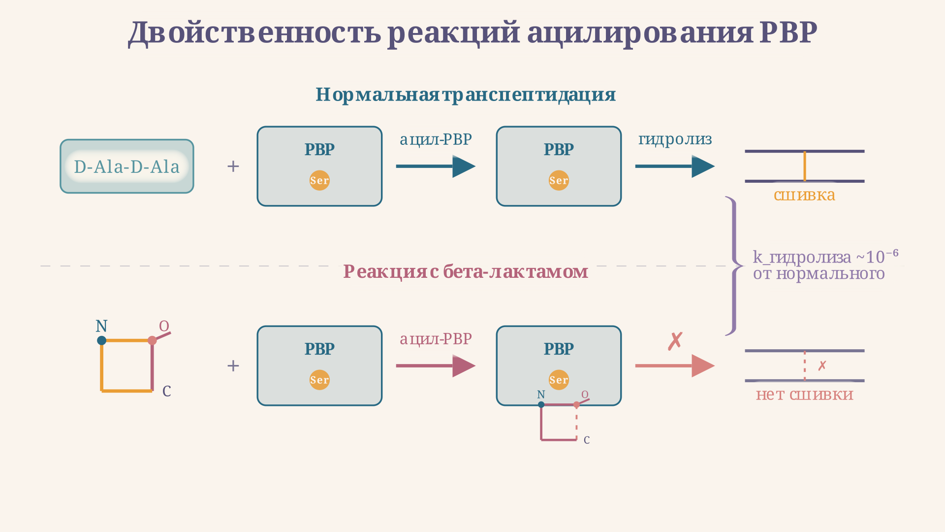 Схема необратимого ацилирования PBP бета-лактамным антибиотиком: серин атакует напряжённый карбонил кольца, образуя стабильный комплекс