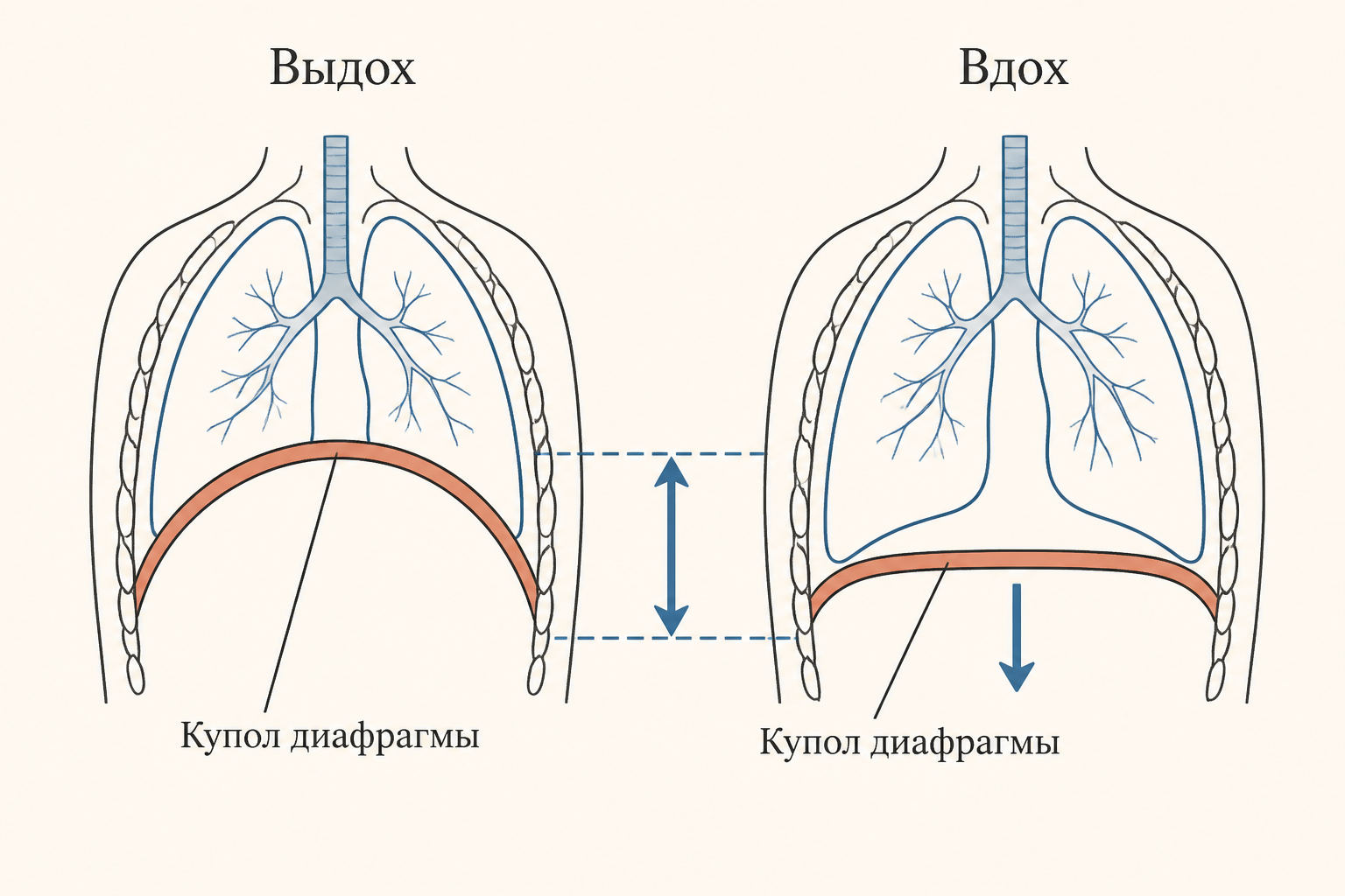 Движение диафрагмы при вдохе и выдохе