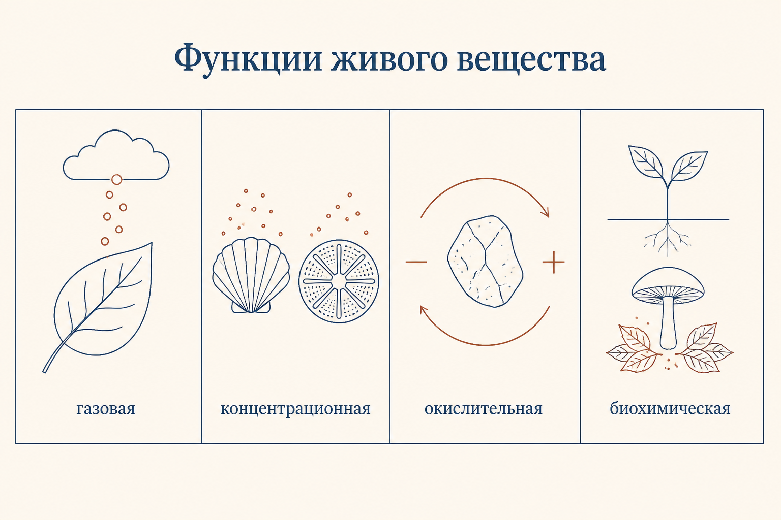 Четыре биогеохимические функции живого вещества на одной схеме: газовая, концентрационная, окислительная и биохимическая, каждая показана простой пиктограммой.