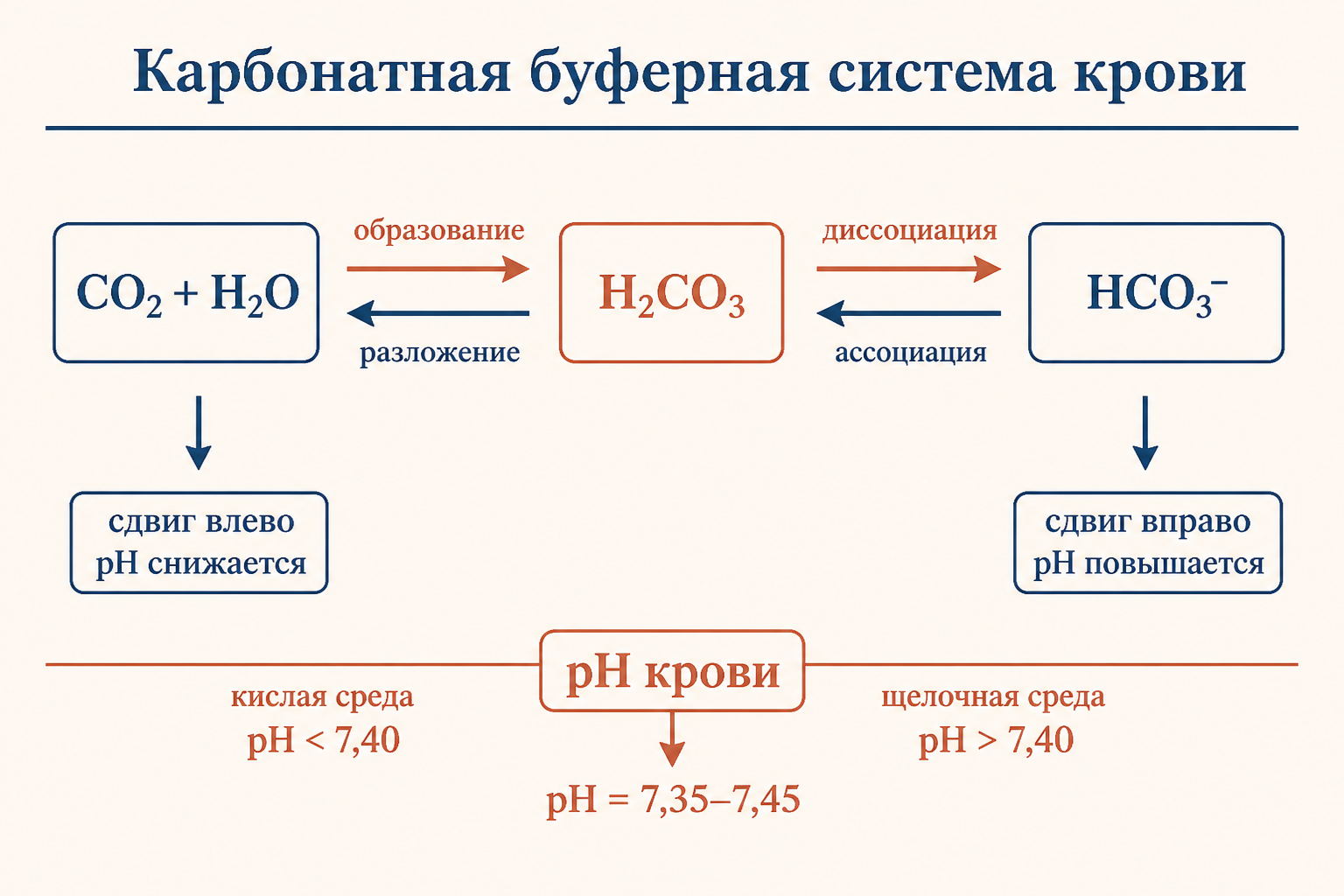 Карбонатная буферная система крови: равновесие CO2-H2CO3-HCO3- и его роль в поддержании pH 7,35-7,45