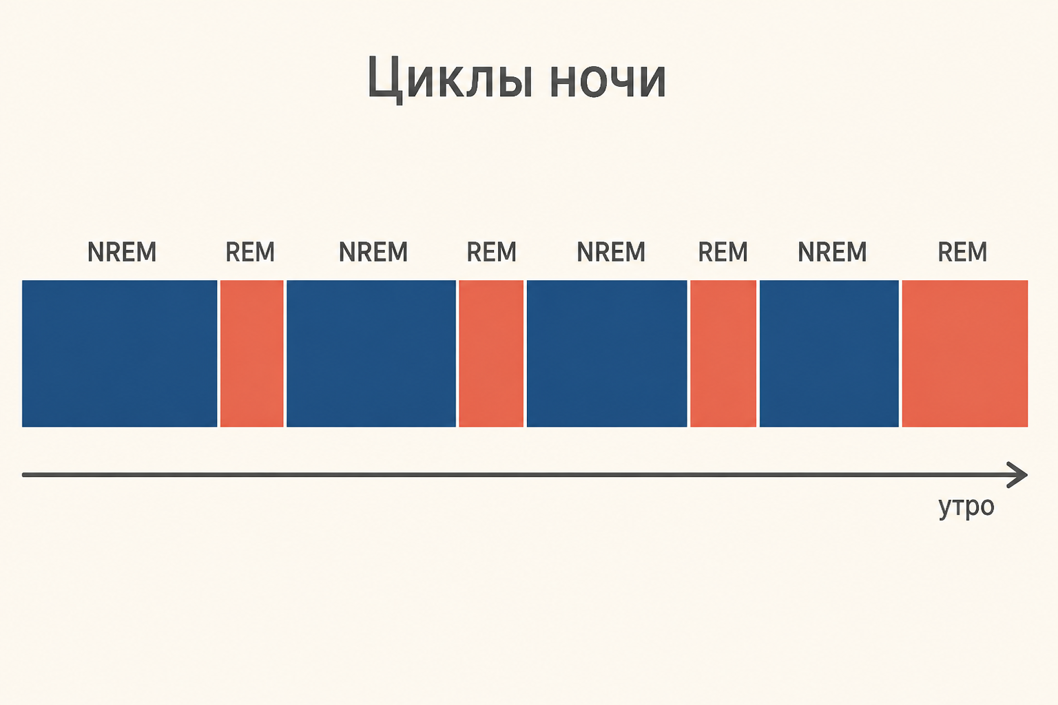 Четыре цикла сна за ночь: блоки медленного сна чередуются с быстрым, и фазы REM удлиняются к утру.