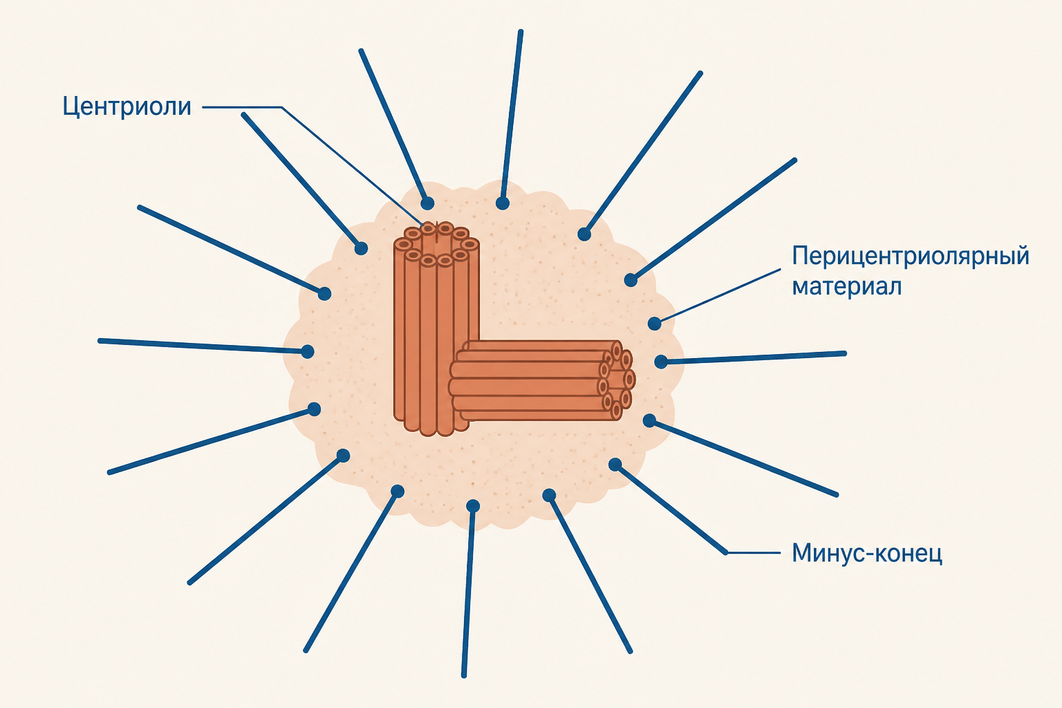 Схема центросомы с парой центриолей, перицентриолярным материалом и расходящимися микротрубочками