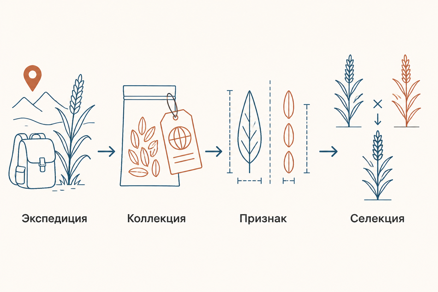 Диаграмма метода: экспедиция собирает местные сорта и диких родственников, сравнение признаков ведёт к выбору материала для селекции