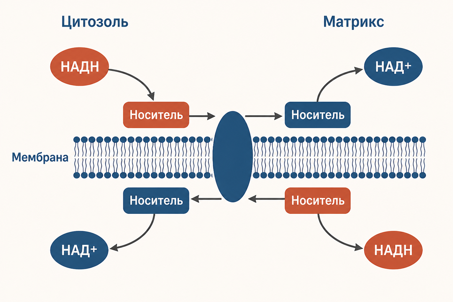 Схема принципа челночного механизма: цитозольный НАДН восстанавливает носитель, тот проходит через мембрану, передаёт эквиваленты на митохондриальный НАД или ФАД