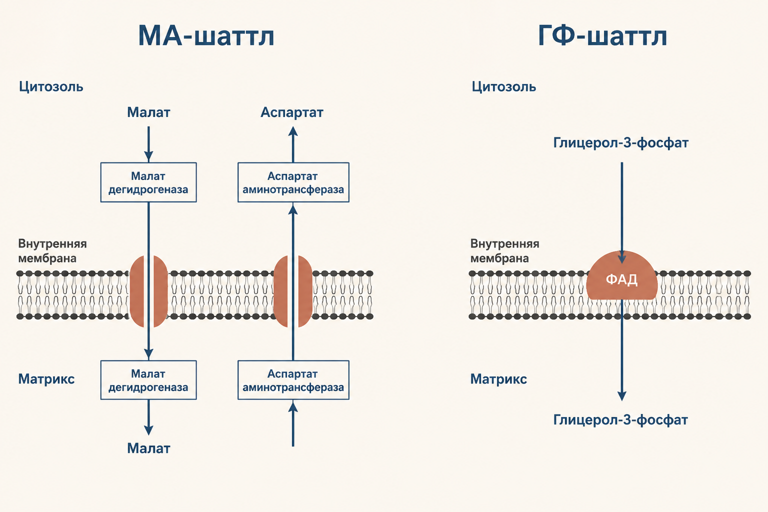 Сравнительная схема обоих шаттлов с ферментами и транспортёрами: МА-шаттл слева, ГФ-шаттл справа