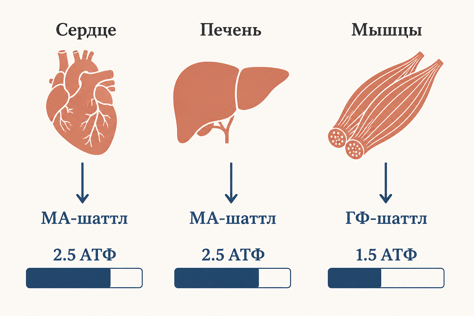 Тканевое распределение шаттлов: МА-шаттл в сердце и печени, ГФ-шаттл в быстрых мышцах