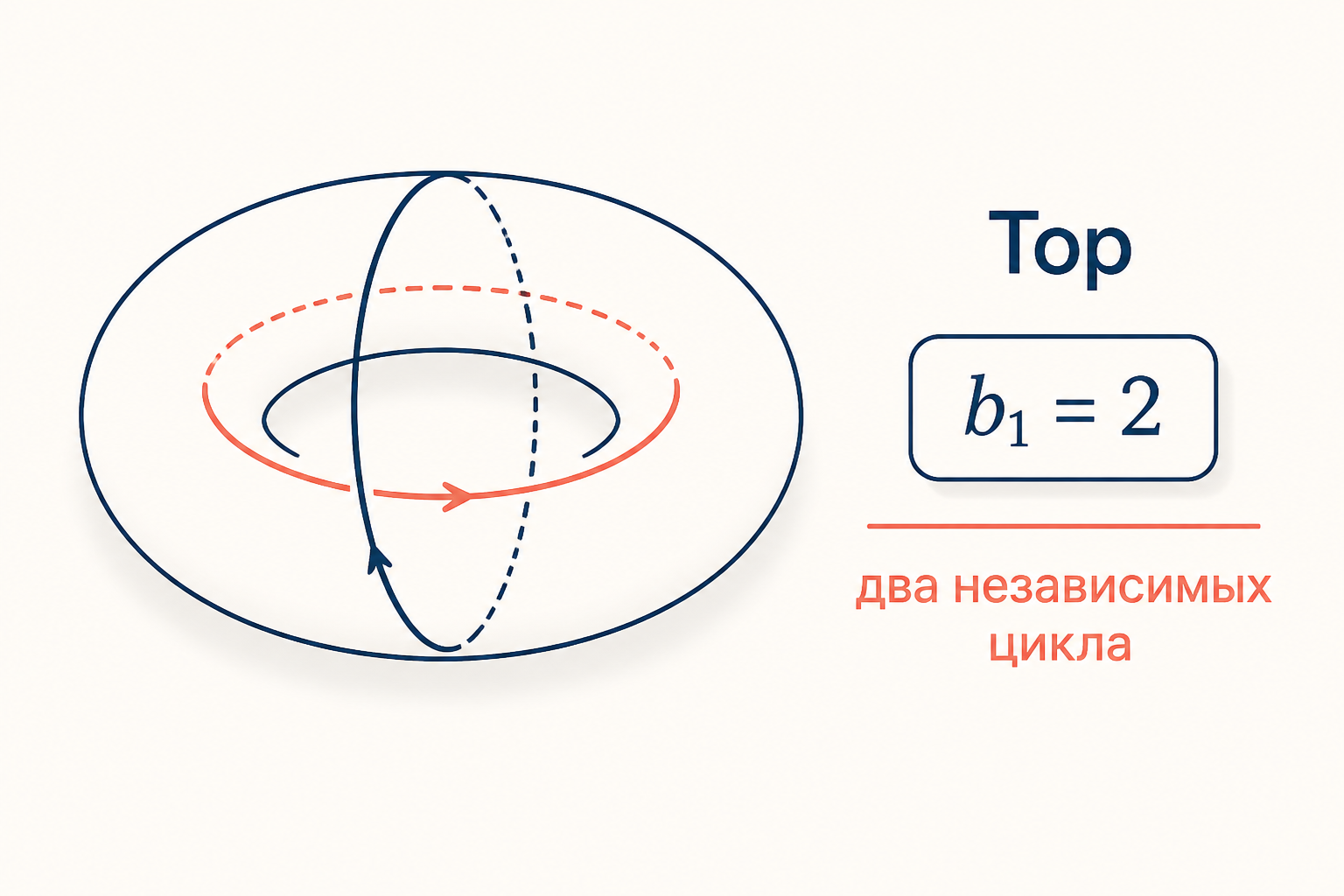 Тор с двумя выделенными независимыми циклами: коралловая петля вокруг дырки и синяя петля сквозь неё, число Бетти b1 равно двум