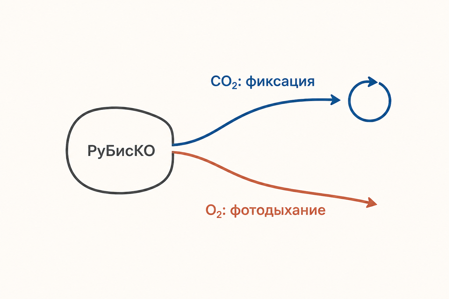 РуБисКО на развилке: присоединение CO2 ведёт к фиксации, присоединение O2 запускает фотодыхание