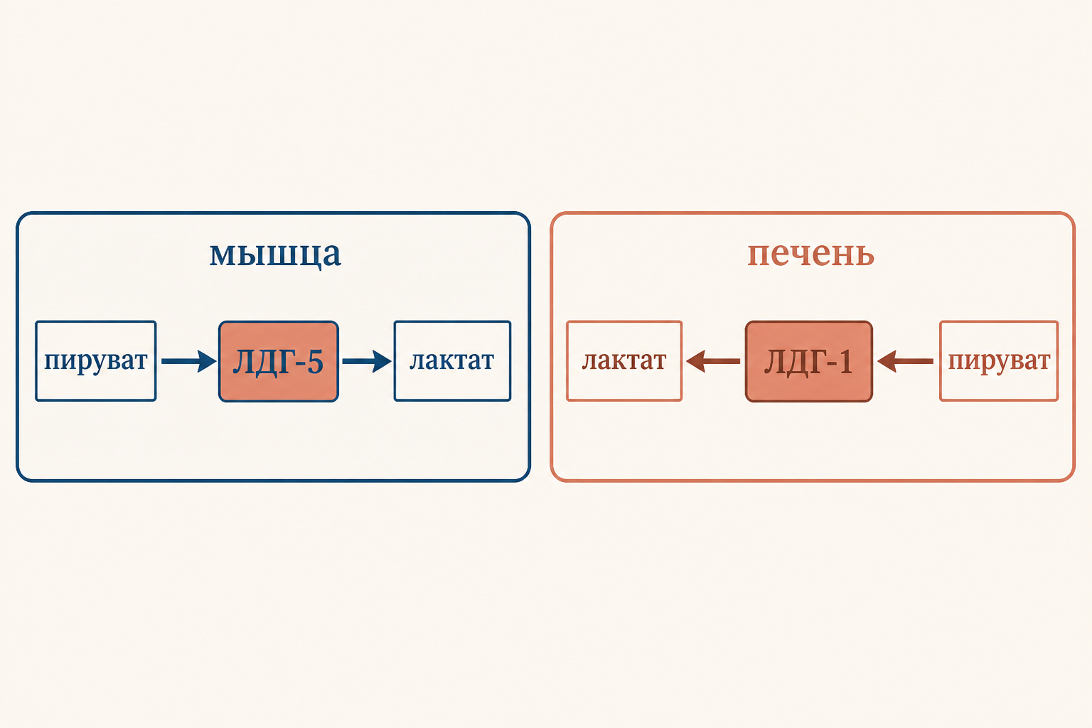 Лактатдегидрогеназа: реакция в мышце и печени, изоформы ЛДГ-М и ЛДГ-Н