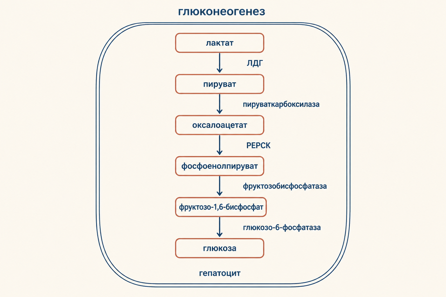 Глюконеогенез в гепатоцитах: ключевые ферменты PEPCK, фруктозобисфосфатаза, глюкозо-6-фосфатаза