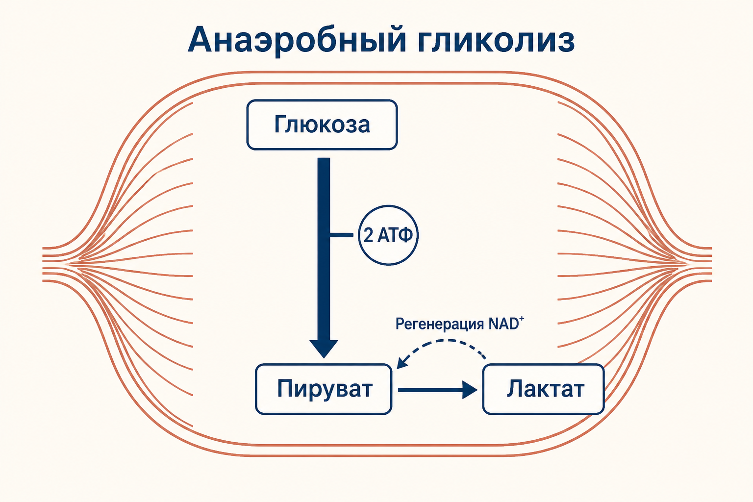 Анаэробный гликолиз в мышце: глюкоза дает 2 АТФ и пируват, который переходит в лактат с регенерацией НАД плюс