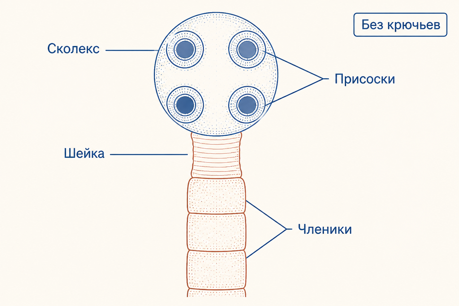 Схема строения бычьего цепня: сколекс с присосками без крючьев, шейка и членики