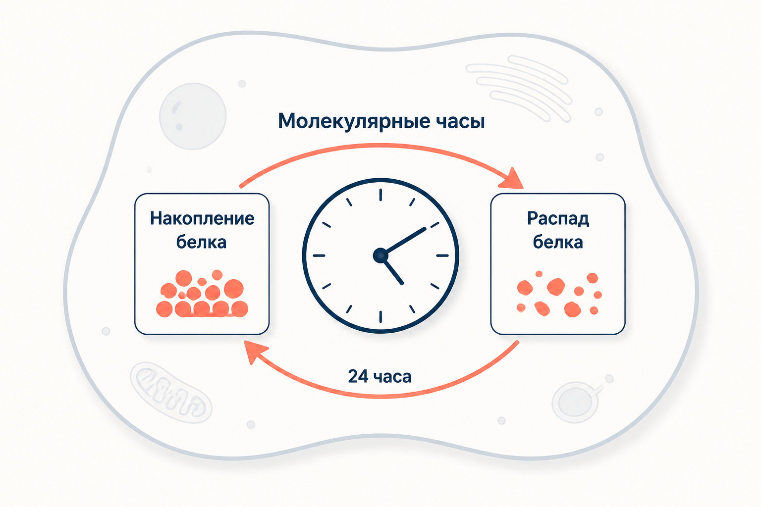 Молекулярные часы клетки: белок накапливается, затем распадается, замыкая 24-часовую петлю обратной связи внутри клетки.