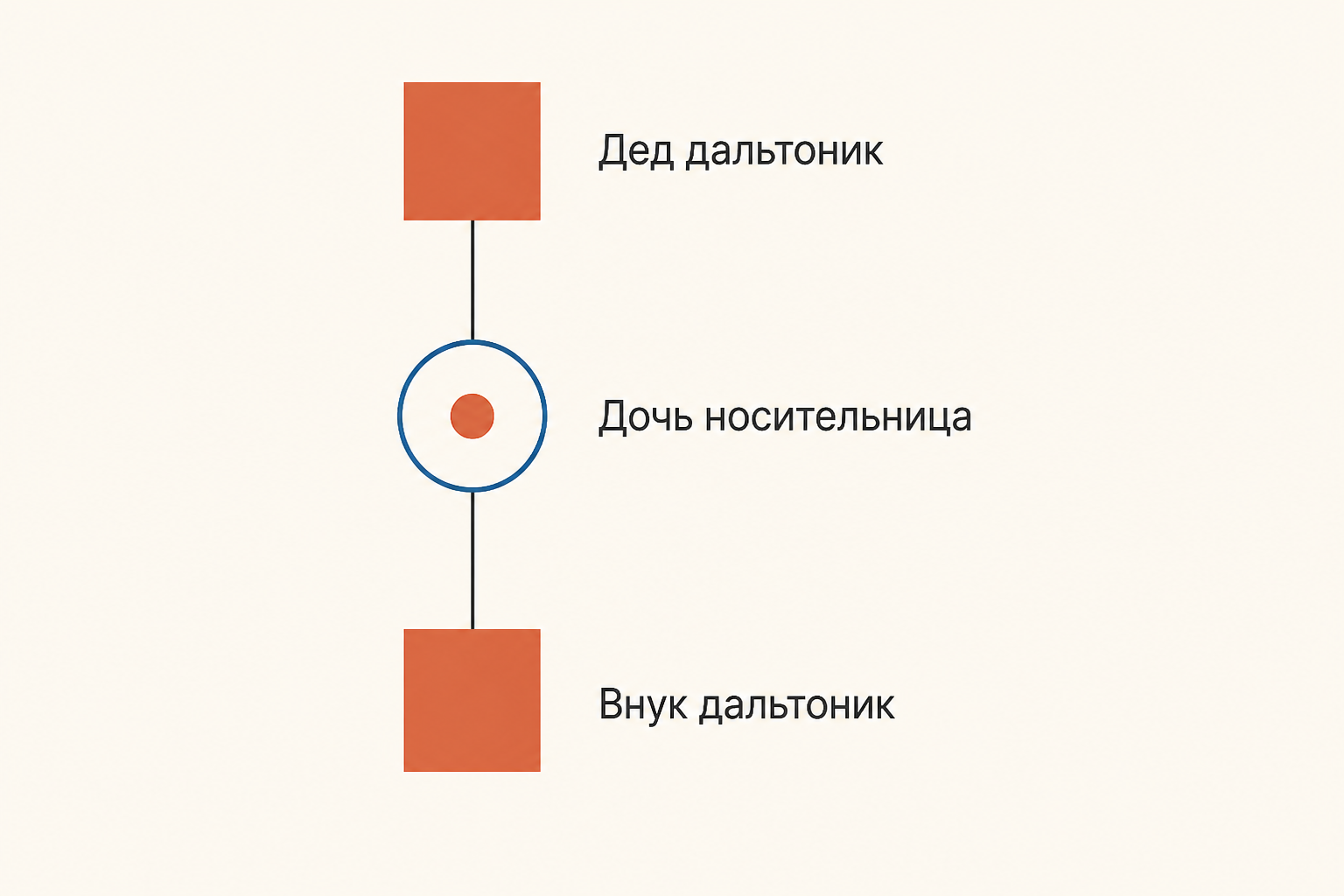 Схема передачи дальтонизма через поколение: дед дальтоник, дочь носительница, внук дальтоник