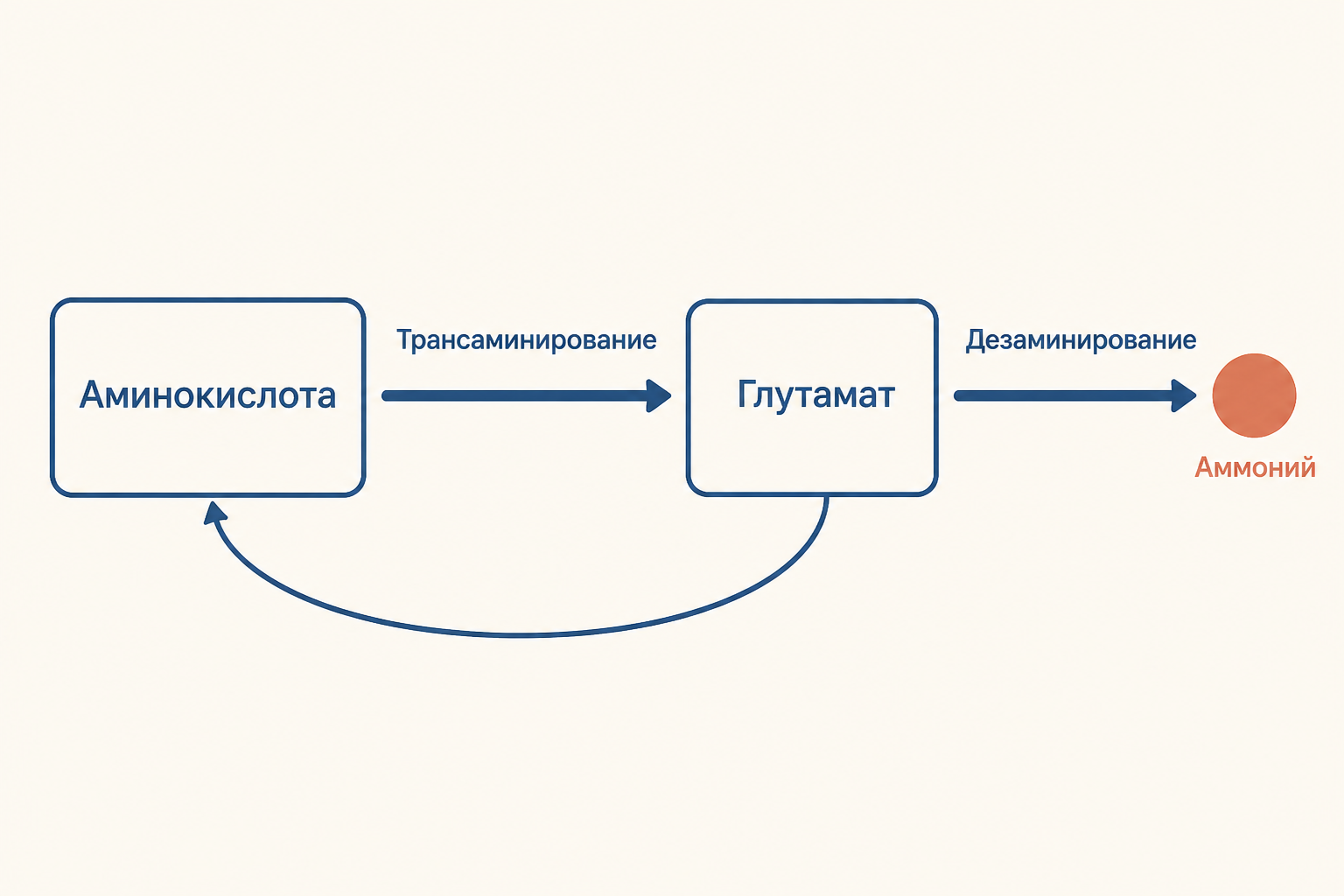 Схема непрямого дезаминирования: трансаминирование собирает азот на глутамате, дезаминирование отщепляет аммоний, а акцептор возвращается к аминокислоте