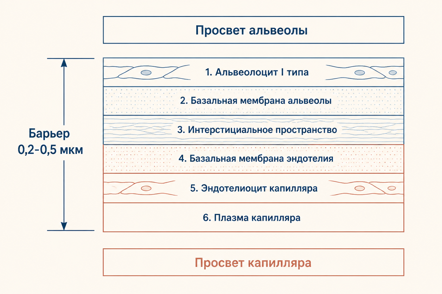 Слои аэрогематического барьера