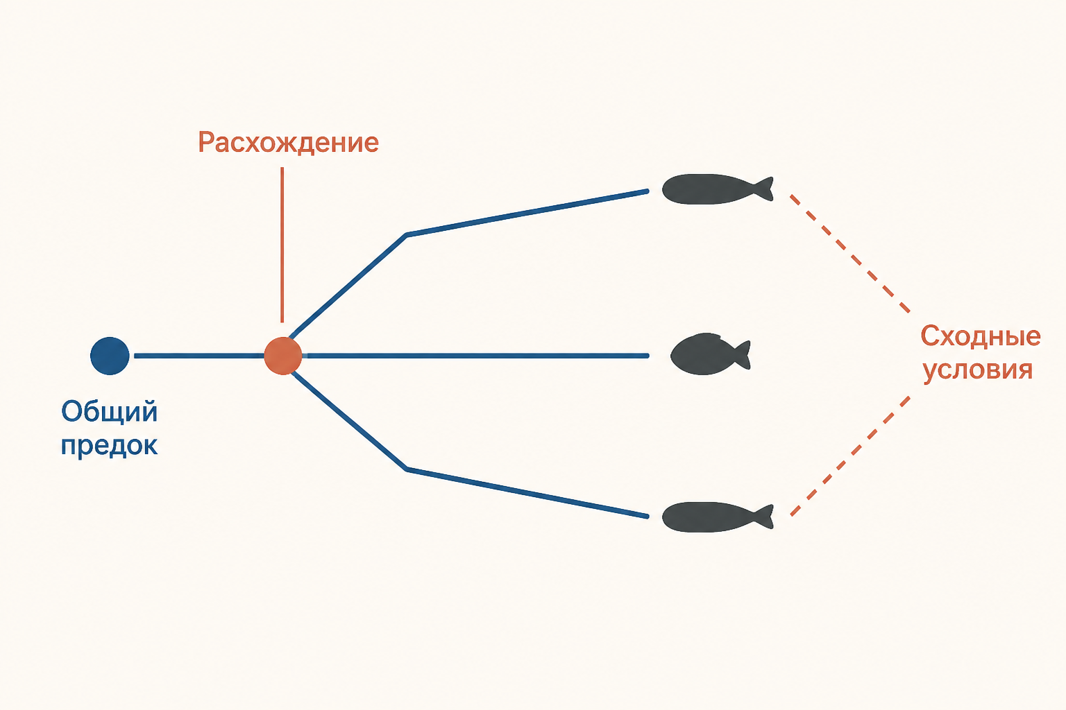 Схема дерева: от общего предка ветви расходятся, а у далёких ветвей в сходной среде появляется похожая форма
