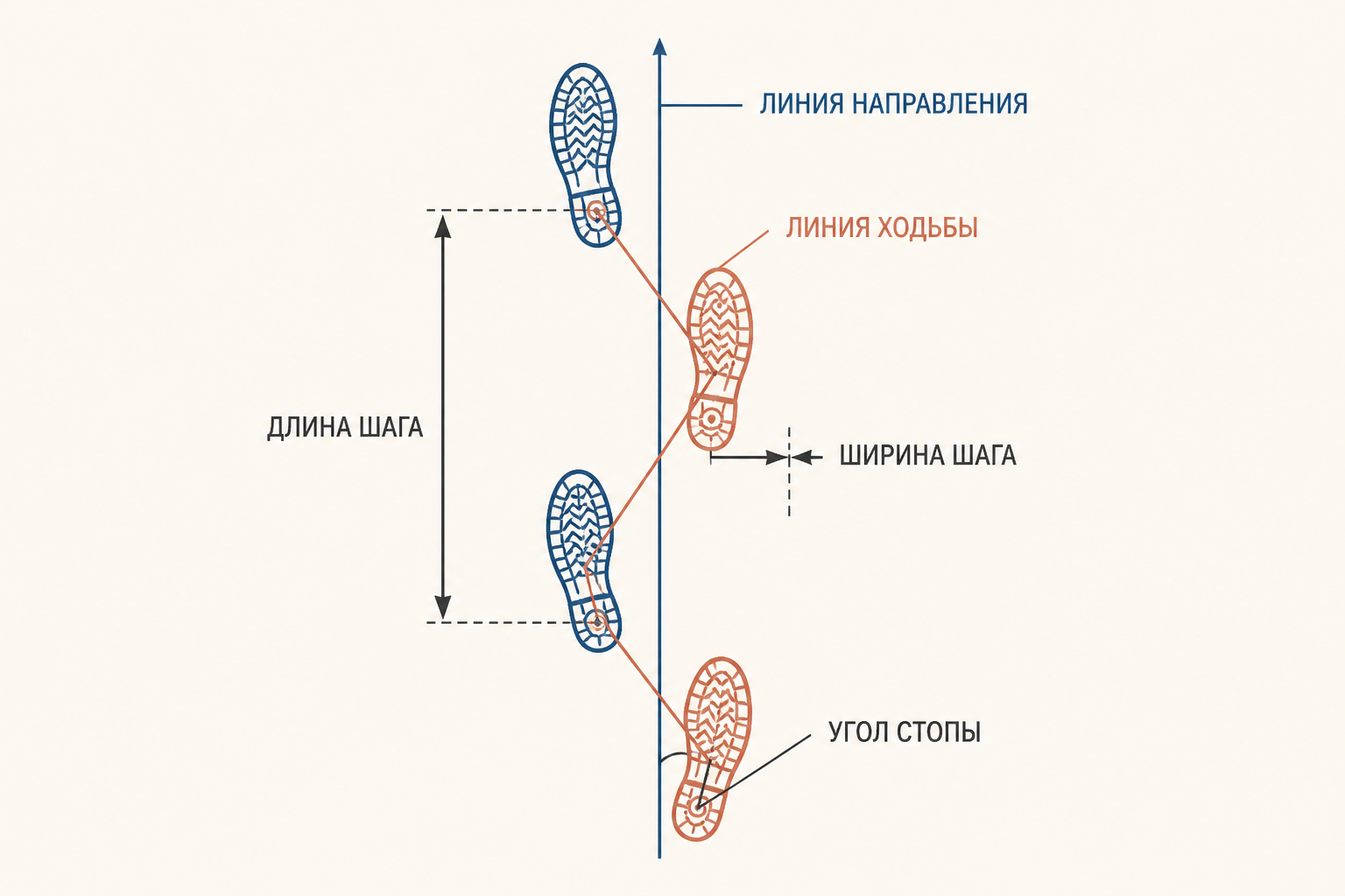 Схема измерений дорожки следов: линии и расстояния