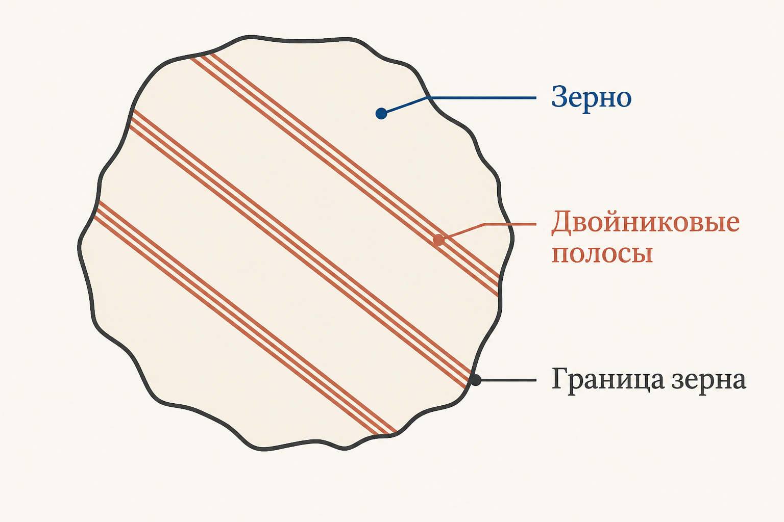 Схема зерна под микроскопом: внутри проходят параллельные двойниковые полосы, по контуру граница зерна.