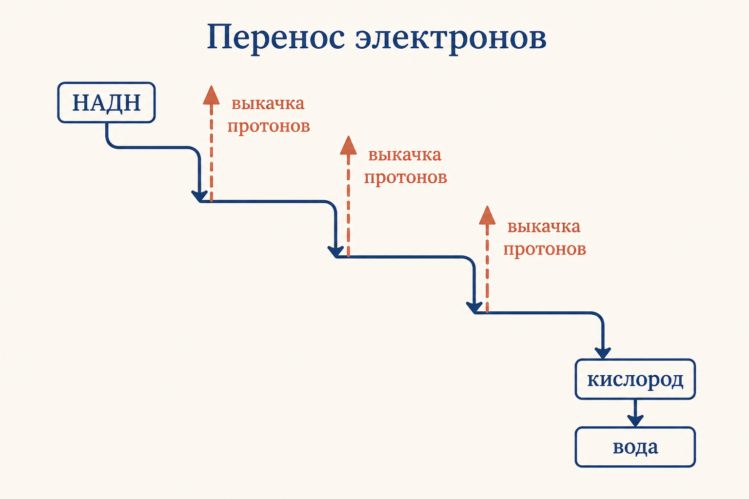 Энергия электронов ступенчато падает на каждом комплексе, и три из этих падений сопровождаются выкачкой протонов через мембрану