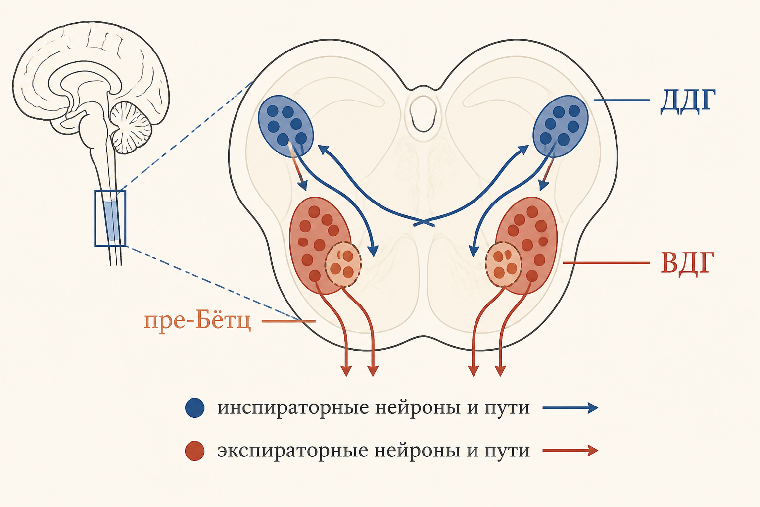 Схема расположения дыхательных нейронных групп: продолговатый мозг, мост, ДДГ и ВДГ