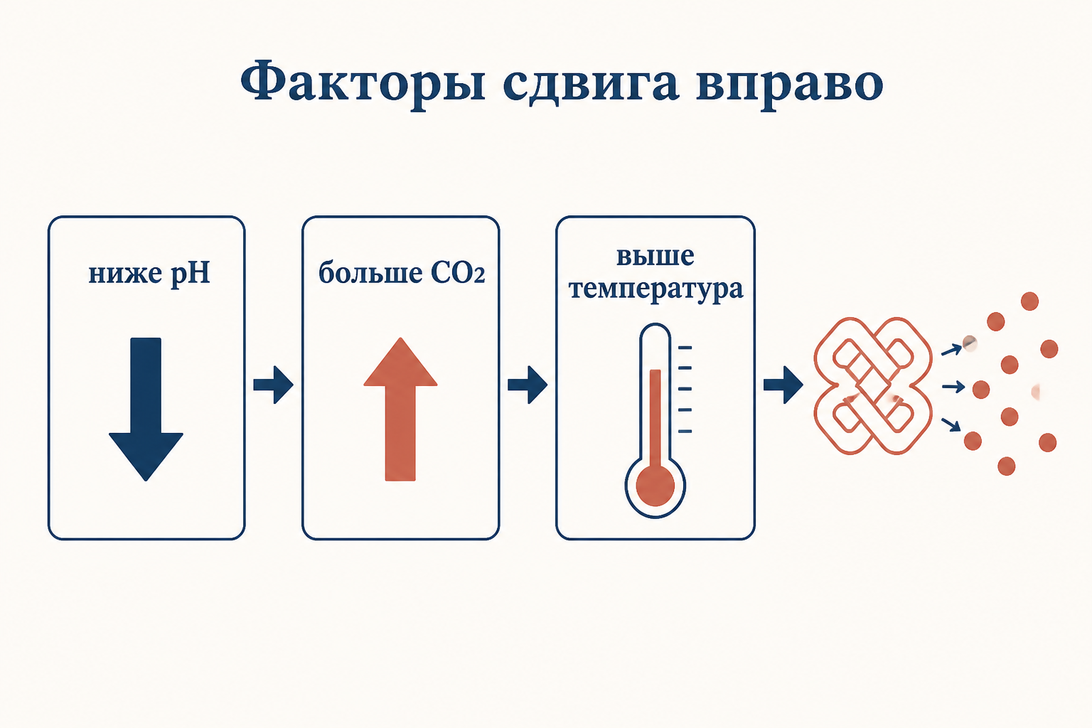Три фактора сдвига кривой диссоциации вправо: снижение pH, рост углекислого газа и повышение температуры усиливают отдачу кислорода