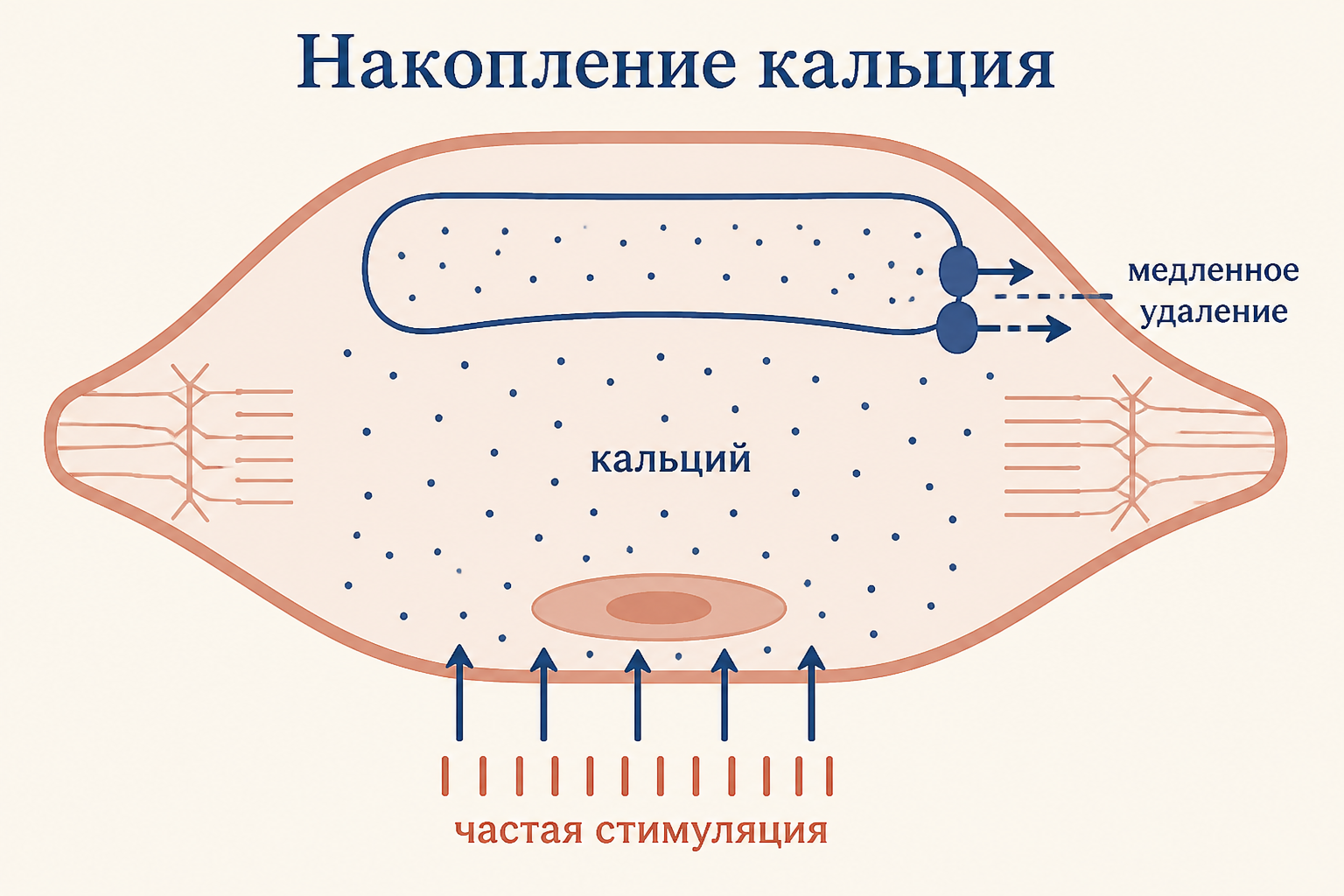 Накопление кальция в мышечной клетке: при частой стимуляции насосы не успевают откачивать кальций обратно в саркоплазматический ретикулум