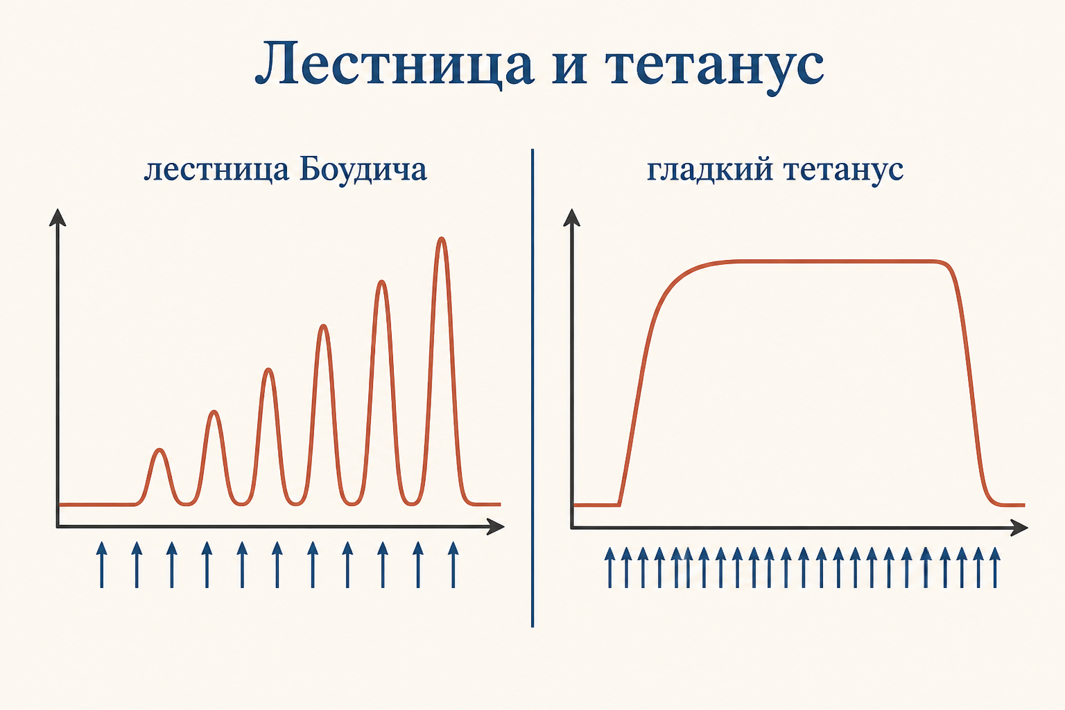 Лестница Боудича: амплитуда последовательных одиночных сокращений растёт ступенями при ритмичной стимуляции одинаковой силы
