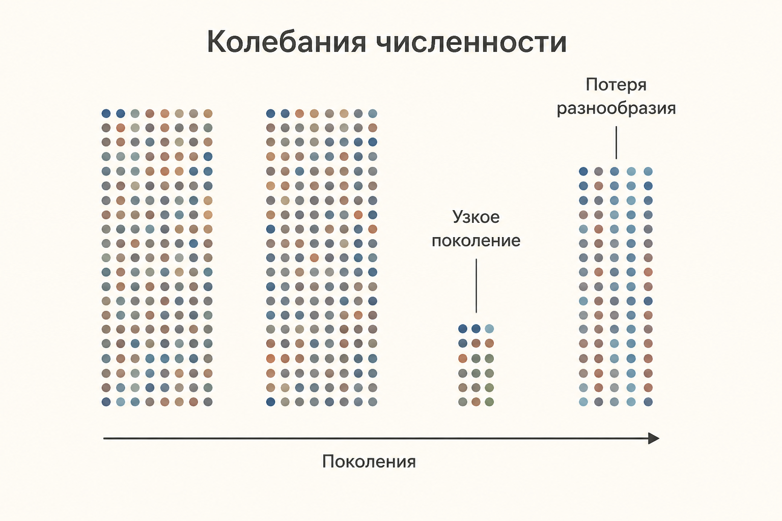 Четыре поколения популяции: третье поколение малочисленно, и после него в генофонде остаётся меньше вариантов аллелей