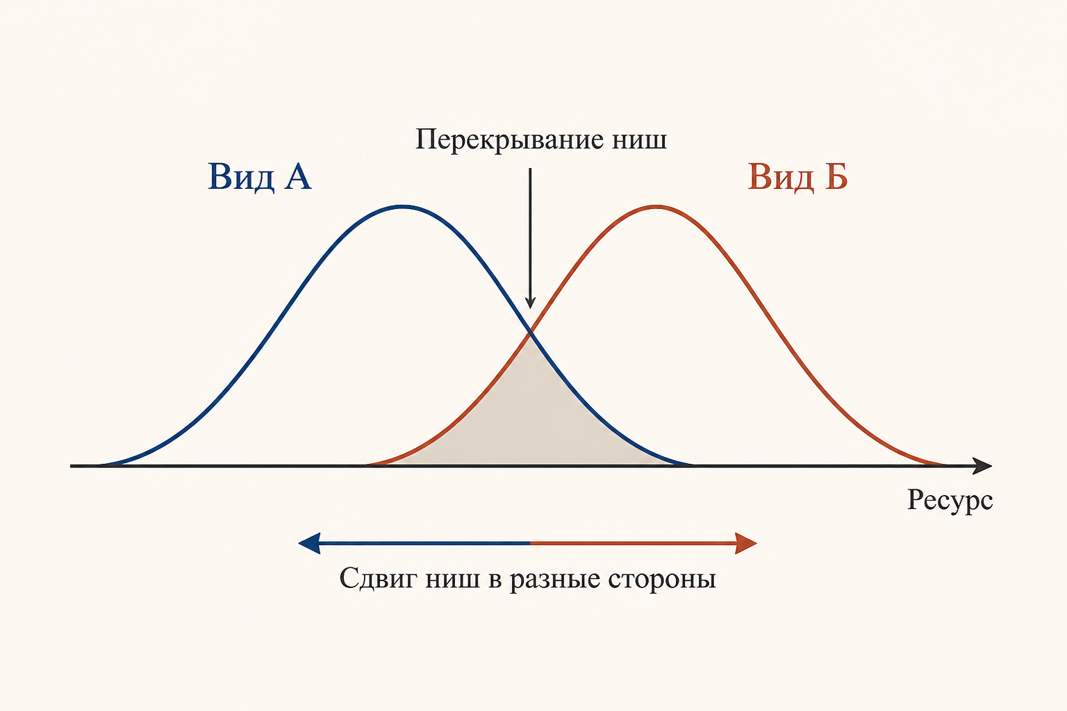 Перекрывание ниш двух видов по оси ресурса: зона совместного использования и расхождение ниш в разные стороны