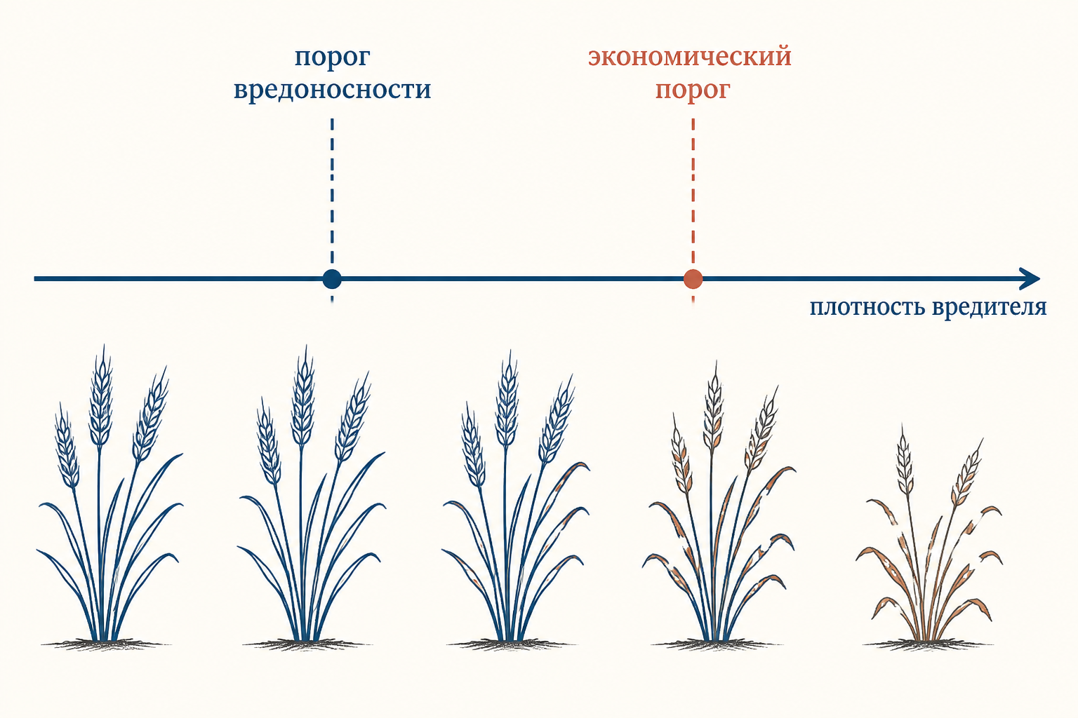 Схема экономического порога вредоносности: затраты на защиту растут, порог - точка их пересечения с потерями урожая