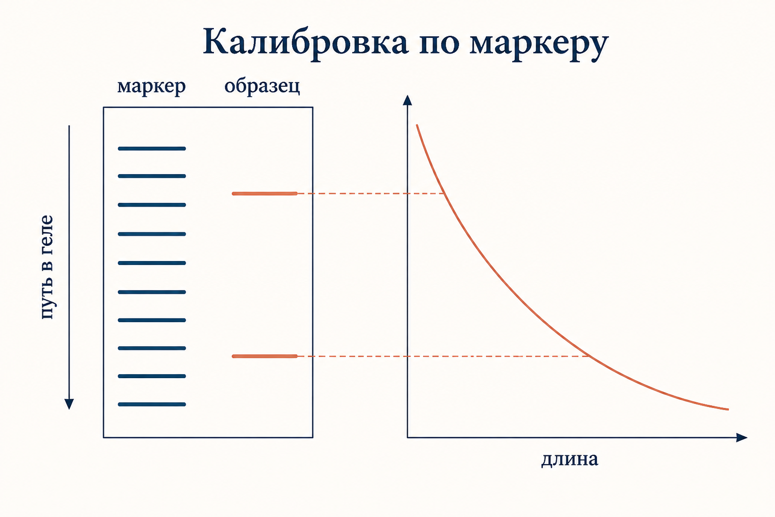 Дорожка маркера и дорожка образца, рядом калибровочная кривая: чем длиннее фрагмент, тем короче его путь в геле