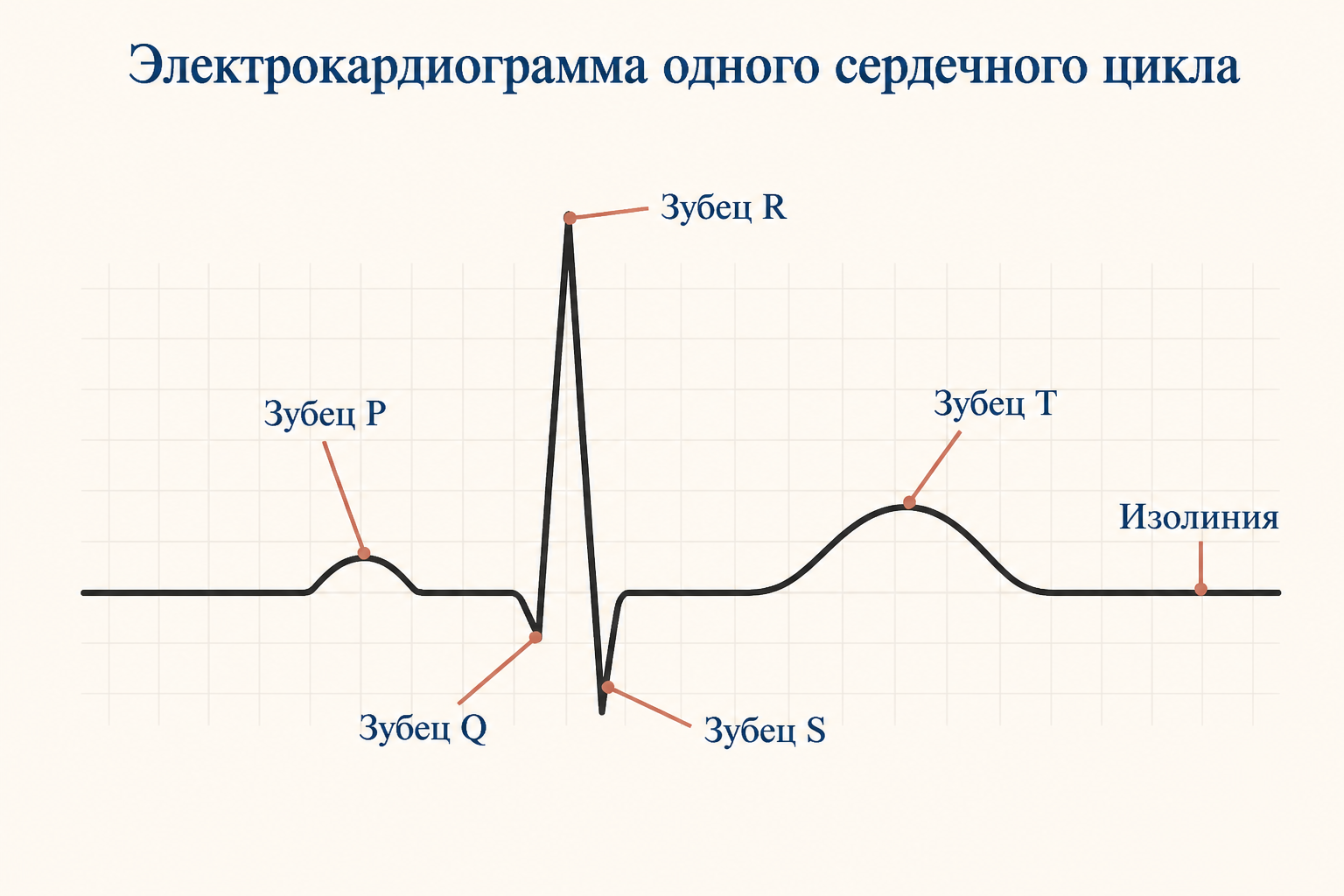 Кривая ЭКГ с обозначенными зубцами P, Q, R, S, T и изолинией