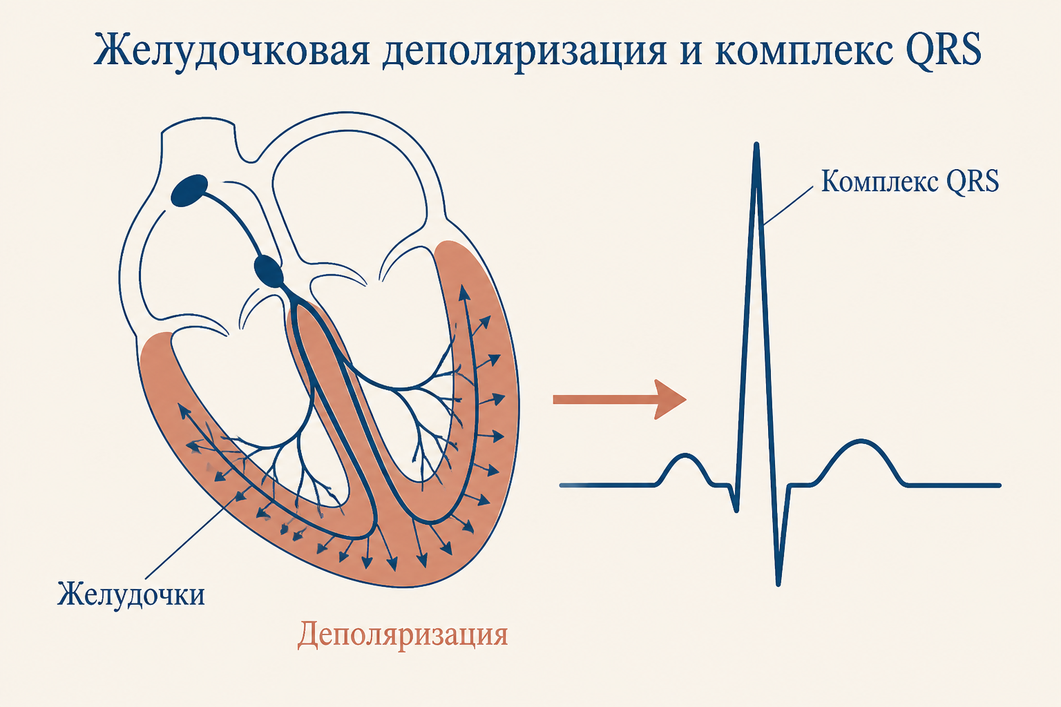 Комплекс QRS на фоне фаз деполяризации желудочков
