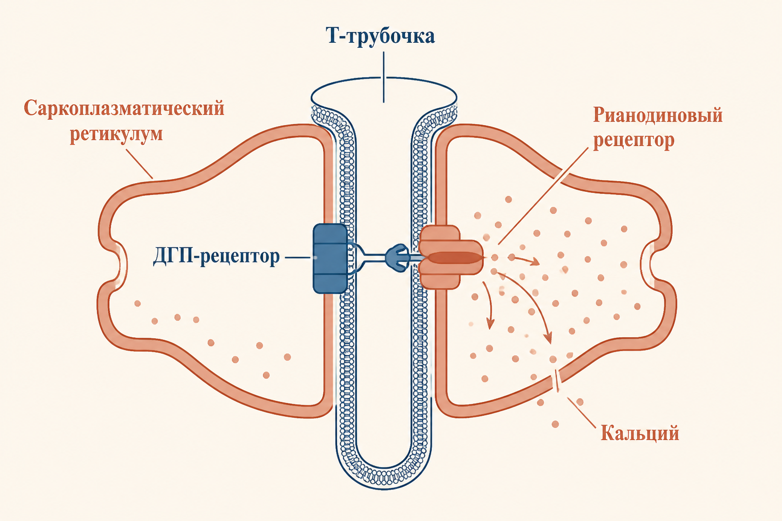 Триада скелетной мышцы: Т-трубочка и две цистерны саркоплазматического ретикулума, ДГП-рецептор на трубочке механически связан с рианодиновым каналом, через который выходит кальций.